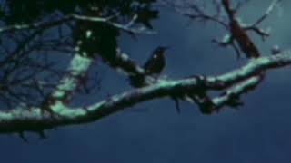 The Last Call Of A Species Kauaʻi ʻōʻō bird recorded in 1987 [upl. by Elman]