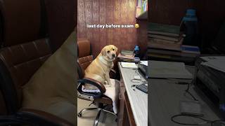 APT 😂  labra rubi  youtubeshorts shorts labrador dog viralvideo trending song cute [upl. by Andromache282]