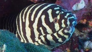 Moray Eels  Reef Life of the Andaman  Part 7 [upl. by Notgnirrab]