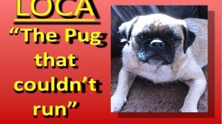 Loca the Pug singingThe pug that couldnt run [upl. by Relyhcs]