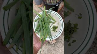 Bountiful Harvest to Get Me Through The Winter 🥶 youtubeshorts short gardening [upl. by Parhe]