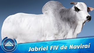 Jabriel FIV de Naviraí [upl. by Duffie]