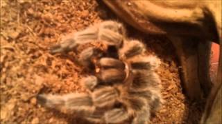 Tarantula Vs Centipede Feeding My Chilean Rose Hair Tarantula [upl. by Noell]