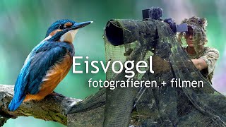 Eisvogel fotografieren und filmen 🎬💎 Dem blauen Diamanten auf der Spur [upl. by Hett]