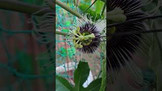 passion fruit hand pollination [upl. by Sterrett]