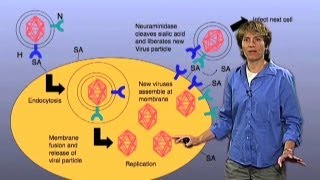 Influenza infection model  Carolyn Bertozzi BerkeleyHHMI [upl. by Pretrice]