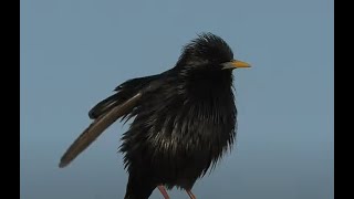 ESTORNINO NEGRO  SPOTLESS STARLING  Sturnus unicolor 4K [upl. by Olegnaed137]