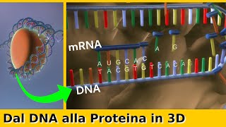 Dal DNA alla Proteina Trascrizione e Traduzione dei Geni [upl. by Oiled947]