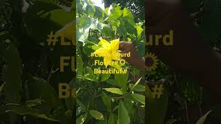 🌻🌿Sponge Gourd FlowerLuffa CylindricaLuffa AegyptiacaYoutube shortsMy channel not Monitize yet [upl. by Ayik]