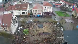 Ville de Sarralbe Webcam Live Cigognes Sarralbe Moselle Google Chrome 2024 02 22 13 38 08 [upl. by Laidlaw]