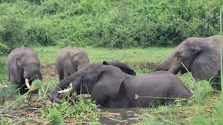 elephants on Kazinga channel [upl. by Nottap201]