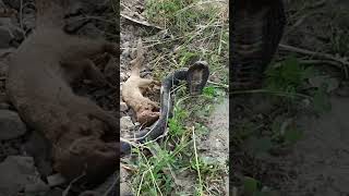 Mongoose and Black Cobra Snake fighting in the forest [upl. by Wolgast]