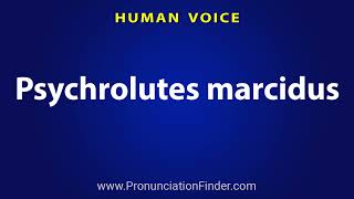 How To Pronounce Psychrolutes marcidus [upl. by Anneis]