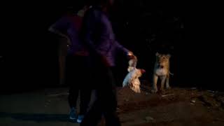 Sasan Gir Lion Feed Chicken by Villagers [upl. by Aenet211]