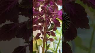 Black Swallowtail Caterpillar turning into a Chrysalis Full HD Timelapse [upl. by Carmina]