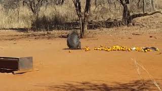 Hunters baboon shot [upl. by Yot475]