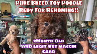 Pure Breed Toy Poodle 2Month Old Wed Legit Vet Vaccin Card [upl. by Colbert]