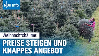 Teure Weihnachtsbäume 2024 Warum die Preise in die Höhe schießen  NDR Info [upl. by Lance]