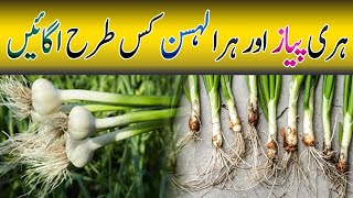 Hari piyaz aur hara Lehsun kese Ugaen  how to grow Spring Onion and Green Garlic at home  AKG [upl. by Nixie]