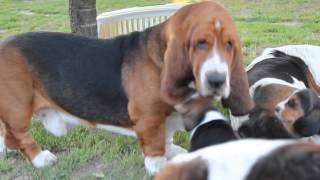 Basset hound puppies [upl. by Enuj]