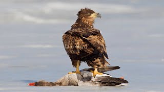 White Tailed Eagle Attack Greylag Goose [upl. by Llibyc819]