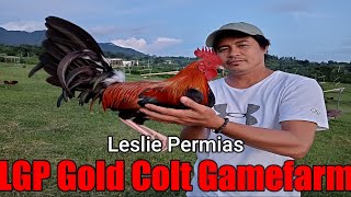 Lets Visit The Farm Of LGP Gold Colt Gamefarm [upl. by Colinson]