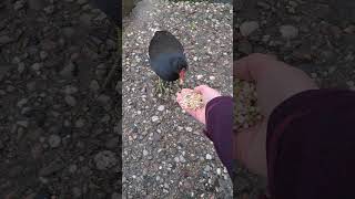 Friendly moorhen limps over for food [upl. by Danyluk882]