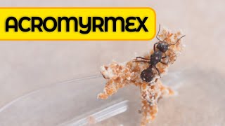 🐜 Cómo Criar hormigas Reina ATTA y ACROMYRMEX 👑 Su hormiguero Cortadoras de Hojas Granja de Hormigas [upl. by Assirol]