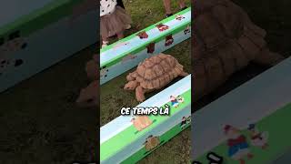 Qui va Gagner cette Fameuse Course  🐰🐢 [upl. by Amandi296]