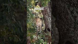 The beautiful Aranyani female of the Malelane area in KNP wildlife leopard nature animals [upl. by Atilahs]