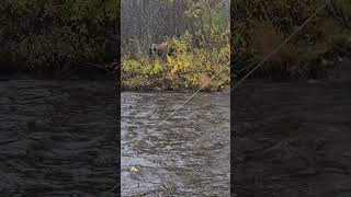 Alaska steelhead fishing [upl. by Ynatirb]