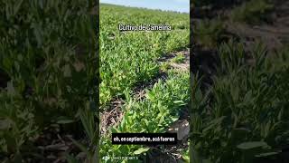 Agricultura regenerativa camelina biocombustibles agro sustentabilidad [upl. by Jarvey]