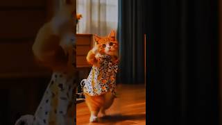 Catcute kitten meowing attract more😻😜😜😜 cat cutecate funny funnycate cute catie dance [upl. by Rezal88]