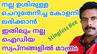 ചെറുതേനീച്ച കോളനികൾ പെരുപ്പിക്കാംCHRUTHENEECHA VALARTHALCHERUTHENEECHA KRISHISTINGLESS BEEHONEY [upl. by Chic]