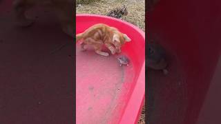 funny kitten videos 🐈🐈‍⬛🐈shorts [upl. by Leund]