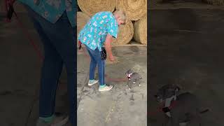 Leash training a young italian greyhound puppy [upl. by Adnolohs455]