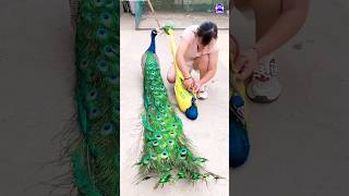 Pretty Peacock toy peacock shorts music love song bollywood hindisong bdsports [upl. by Wystand]