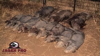 Wild Hog Trapping 15 1111 Capture for Quality Deer Management  JAGER PRO™ [upl. by Laekcim837]