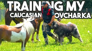 Obedience Training my Caucasian OVCHARKA [upl. by Merth]