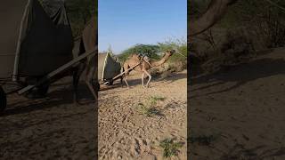 The camels were carrying loads in the desert camel camelslife camelsvideo desertcamel [upl. by Korb648]