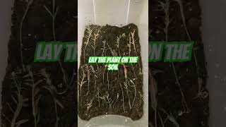 How To Grow Emersed Aquarium Plants 🌱 [upl. by Tansey]