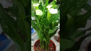 Sokher BaganGardeningshorts 5plantlovers flowers plantdecoration plantvariety plants [upl. by Aerda]