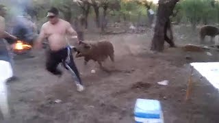 Mama Pig Defends Baby Attacks Man Hurting her Piglet [upl. by Iznekcam]