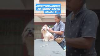 Indias Most Aggressive Dog In Shih tzu Breed Grooming  Brave Groomer Prince  One Man Army 🔥☠️✂️ [upl. by Aicila]