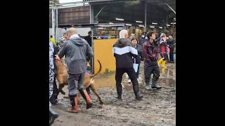 Tosa dog aggression on Japan festival [upl. by Ataynik]