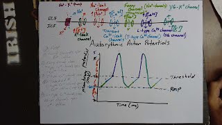 Autorhythmic Action Potentials [upl. by Dionis619]