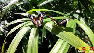 Kuranda Scenic Railway Skyrail and the Australian Butterfly Sanctuary [upl. by Bunder15]