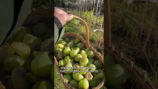 Last Graden Harvest of 2024 gardening homesteadlife [upl. by Elimaj]