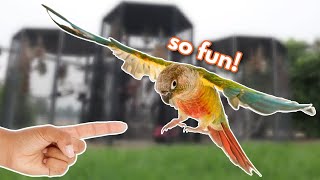 Green Cheek Conure FLIGHT TRAINING BASICS [upl. by Loram]