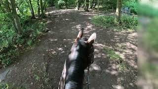 Kallie Horse  Lullingstone Country Park Bridleway on horseback in summer [upl. by Oby]